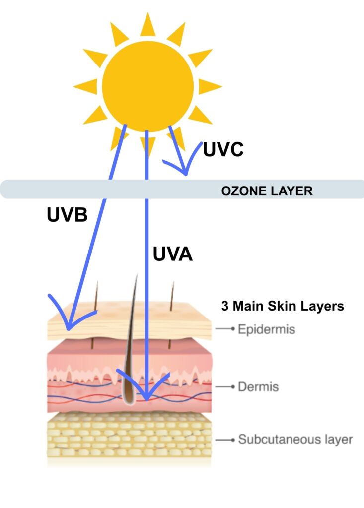 Ultraviolet rays penetrate skin layers, increasing melanoma risk; UVB, UVA, and UVC impact skin heal.